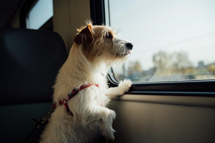 Viajar con mascotas en tren durante las vacaciones